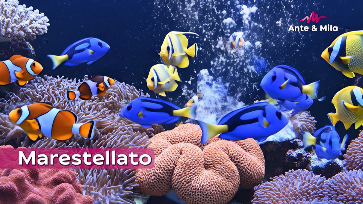Анте & Мила - Marestellato