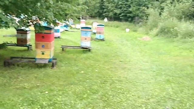 Пчела работает на липе