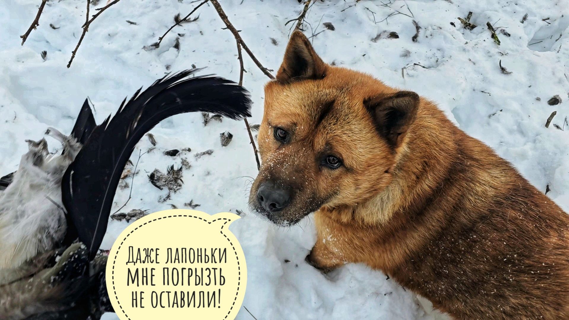 Пёс Кубик уплыл от меня в лес! Наверху решили, что нам ещё мало снега и начали отсыпать ещё смотреть онлайн