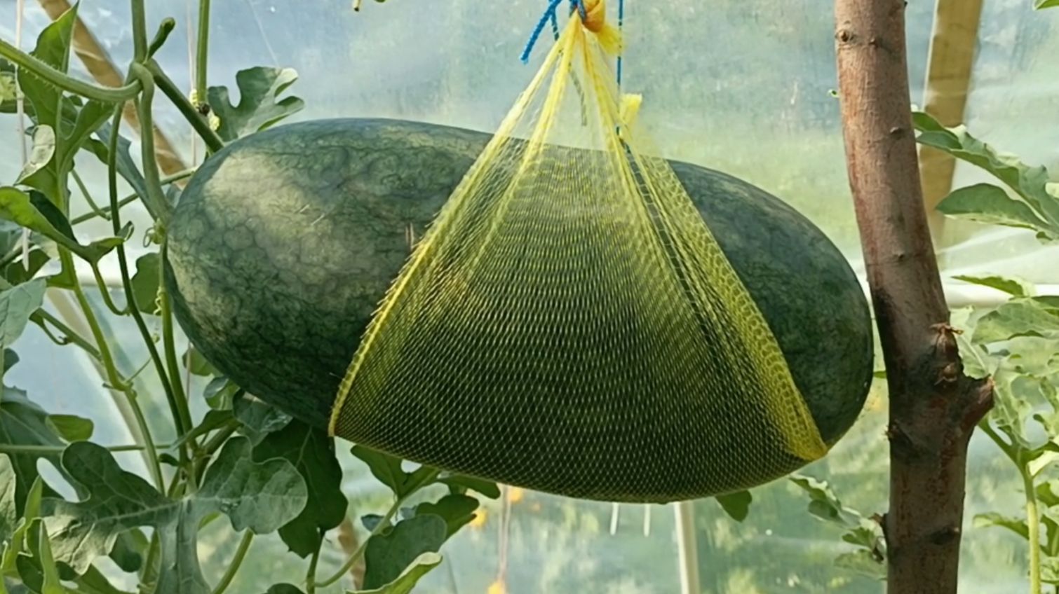 Арбузы яйцо дракона и желтый в теплице с бататами 2025г смотреть онлайн
