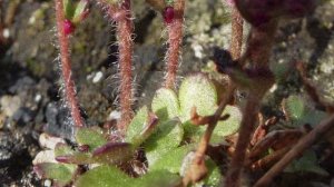 Русская Арктика