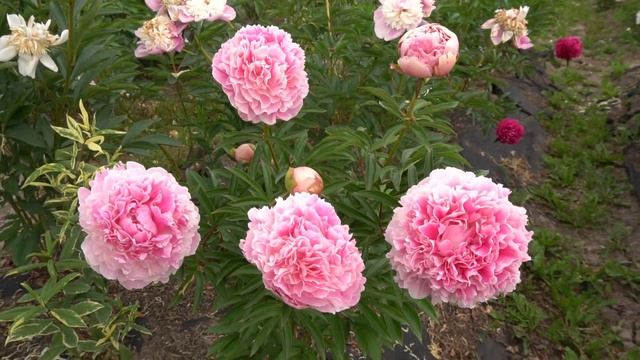 Пион Светлана Удинцева   Svetlana Udinceva -(Дубров В.М., 1995, Россия)