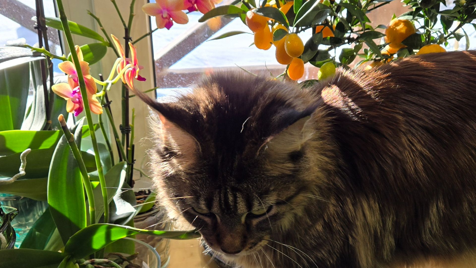 Солнечный день, почтенный колун и немного ностальгии смотреть онлайн