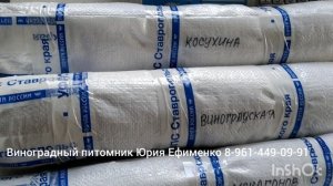 рассылка саженцев винограда