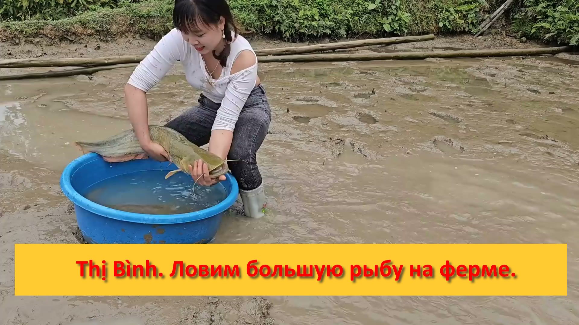 Thị Bình. Вьетнам. Ловим большую рыбу на ферме на продажу. смотреть онлайн