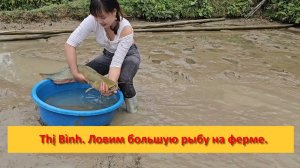 Thị Bình. Вьетнам. Ловим большую рыбу на ферме на продажу.
