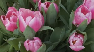 Лилово-розовое чудо зимой ...