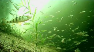 1000009993.mp4Волга гл.2м.19.02.2026г.