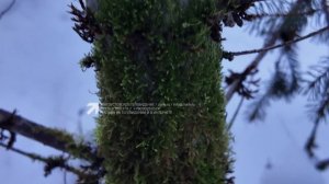 В Златоусте проведут санитарную рубку леса