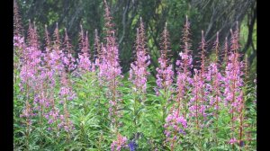 Полуостров Немецкий часть 2 фото