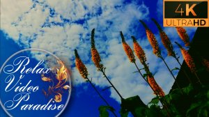 "Успокаивающая Медитация с Цветами Бузульника"