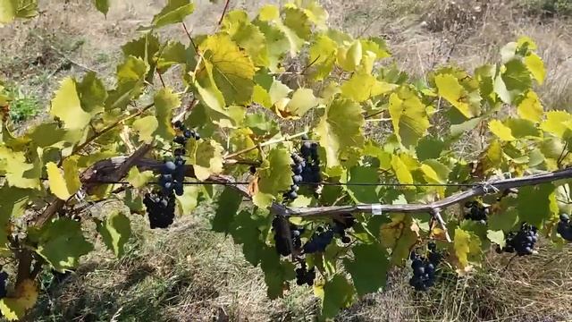 Маркетт (Marquette) - новый перспективный красно-винный сорт винограда - полная характеристика! смотреть онлайн