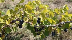 Маркетт (Marquette) - новый перспективный красно-винный сорт винограда - полная характеристика!