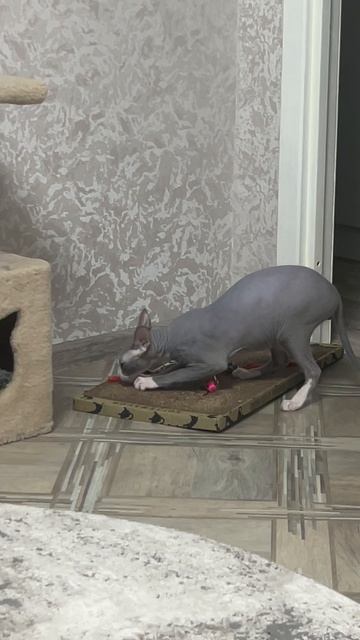 С этой когтеточкой кошки перестали царапать обои!❤