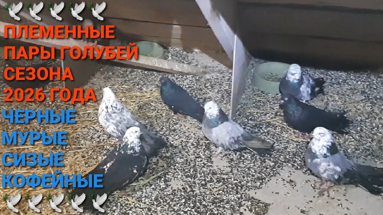 🕊🕊🕊 Племенные пары голубей сезона 2026 года. Черные, мурые, сизые, кофейные. Николаевские голуби. смотреть онлайн