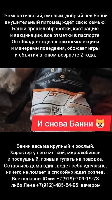 Исключительно изящный и благородный пес Банни