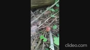 Белые грузди и маслята, люблю собирать грибы) 2025 год