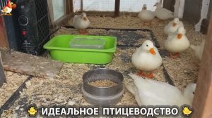 Идеальное птицеводство достойно восхищения 🐓🦆🦢🦚🦃🐔 эпизод (459)