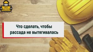 Что сделать чтобы рассада не вытягивалась