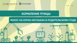 Кормление птицы: фокус на курах-несушках и родительском стаде