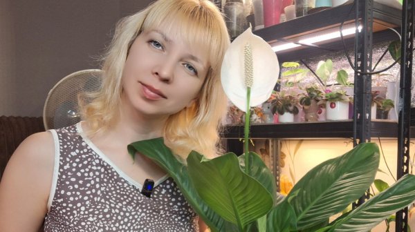 Спатифиллум на автополиве, пересадка