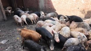 Другой мир/Этот Египет не продаётся в турагентствах.