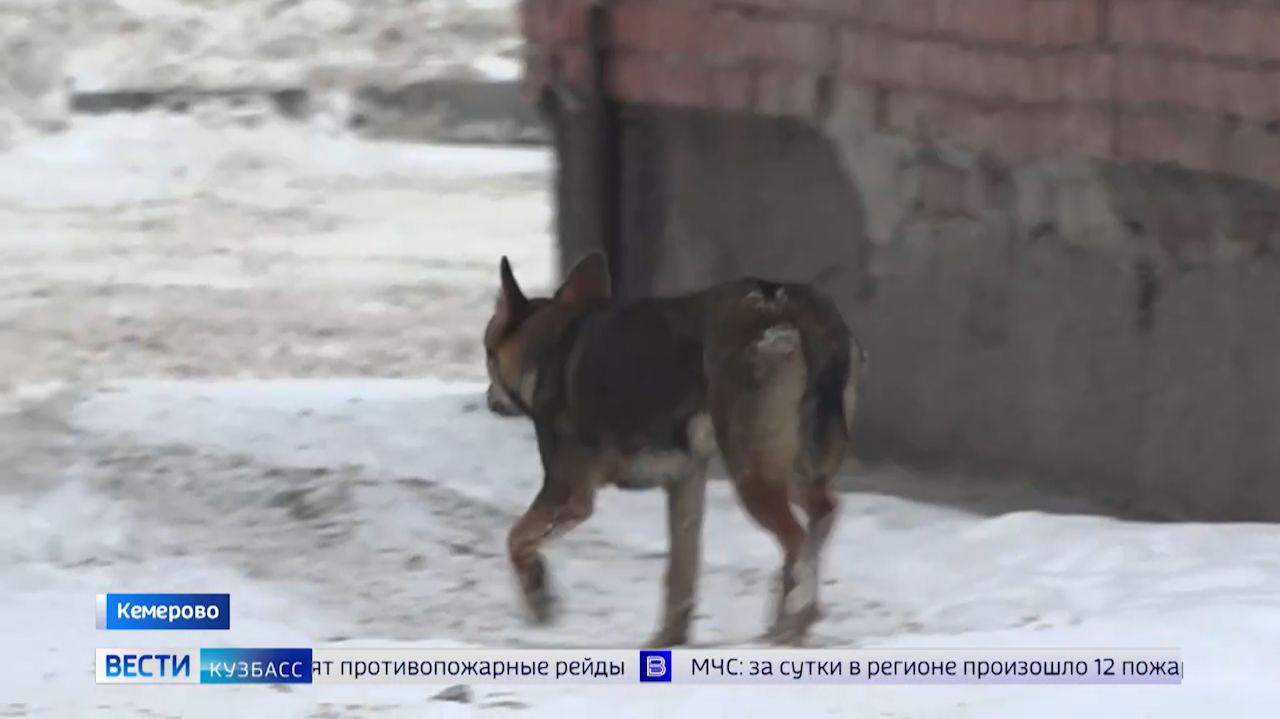 Компенсация за нападение собаки и полтора миллиона мошенникам: сводка происшествий по Кузбассу смотреть онлайн