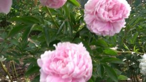 Сборное видео пионов  отечественной селекции №2