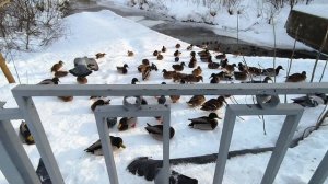 Сериал "Стая". Серия 5. (2026).