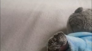 Басик превратился в малыша