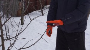 Обрезка яблони Беркутовское