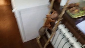 про белок и бельчат