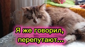 КОШКИ С ОЗВУЧКОЙ.