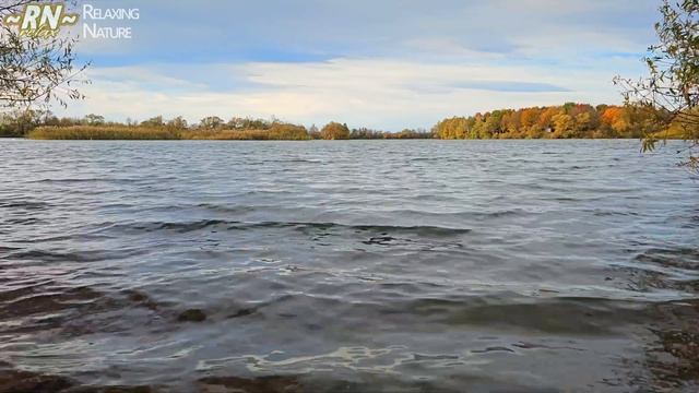 Голоса Птиц, Плеск Волн, Шум Ветра - Расслабляющие Звуки Природы смотреть онлайн