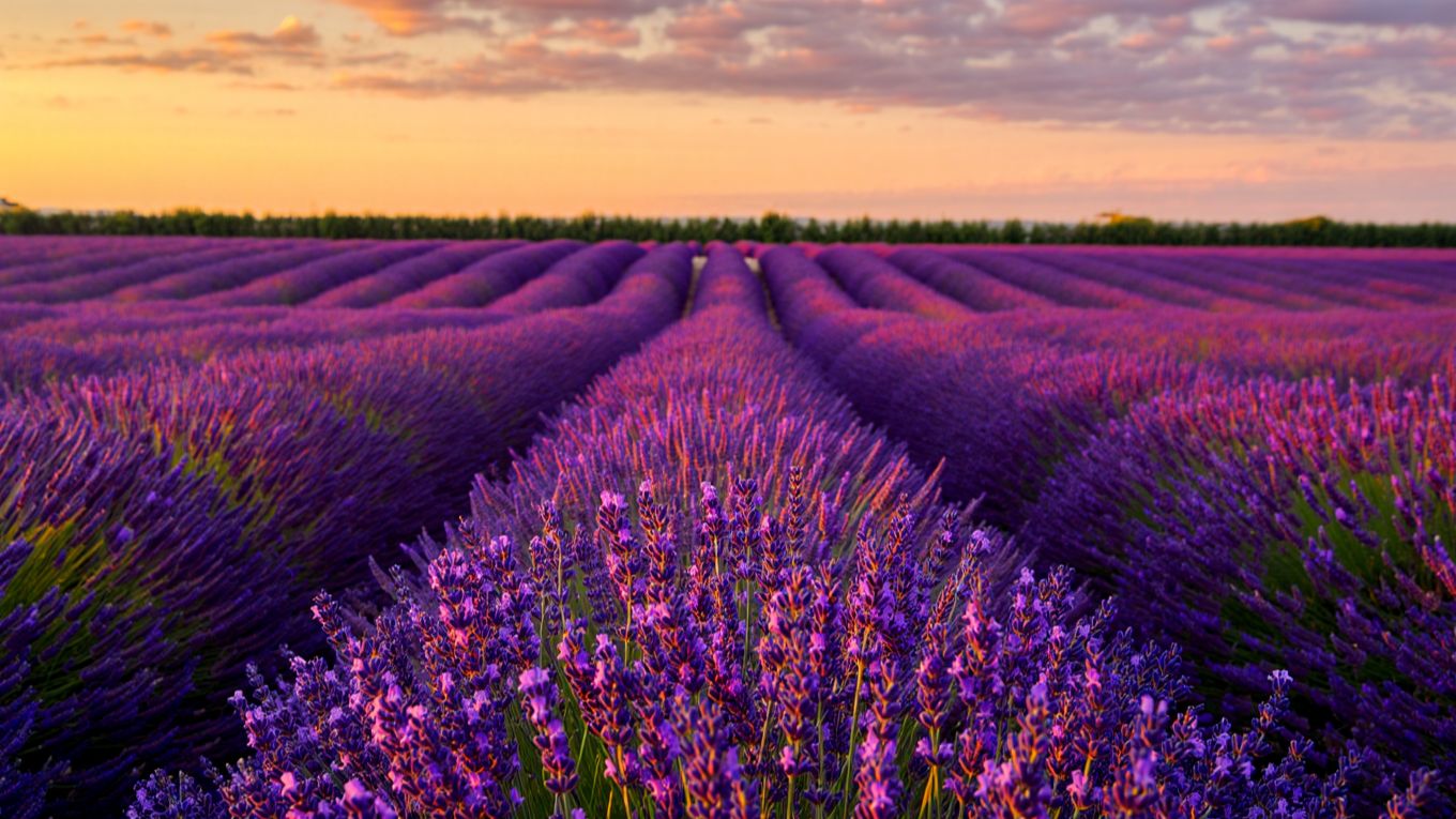 ✧ Звуки лета в лавандовом поле  |   Спокойная эмбиент музыка для учебы, работы и расслабления