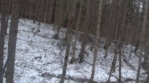 12.11.2025г. Гоняли зайца по первому снегу, шумно все хрустит под ногами.