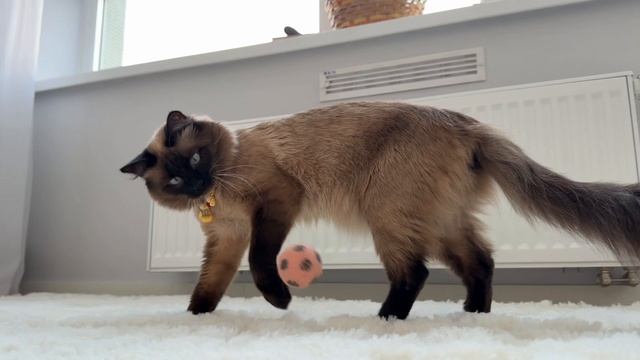 Антуан Воланд Деметра