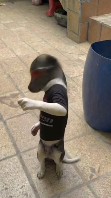 собака (2 часть) смотреть онлайн