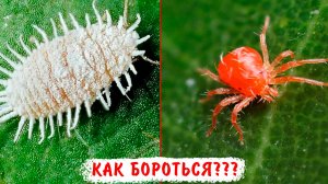 Эффективная борьба с вредителями, клещами, трипсами, мучнистым червецом и другими
