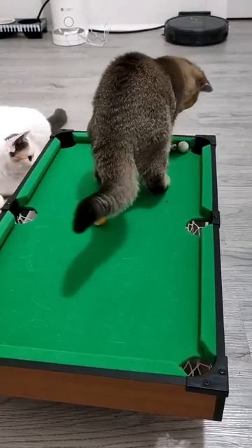 животные #животные #котики #приколы #кошки