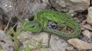 Пещеры Липецкой области. Глава26. Змеиная гора