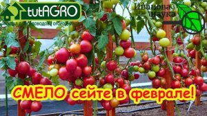 Сею томаты в феврале и полная теплица урожая! Февральский посев: фатальная ошибка или залог урожая?