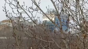 ЗИМУЮТ В ГОРОДЕ. 
ЕЩЁ В САРАТОВЕ МНОГО ГРАЧЕЙ,ГАЛОК,ГОРЛИЦ.
ВСТРЕЧАЮТСЯ СНЕГИРИ,ДЯТЛЫ,СОЙКИ.