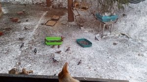 парочка боязливая