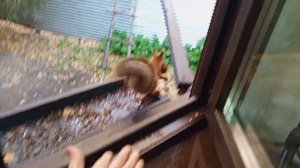 про белок и бельчат