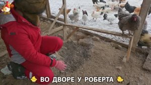 Содержание кур в домашних условиях и других птиц во дворе у Роберта 🐣🐤🦆🐔🪿🦃 (423)