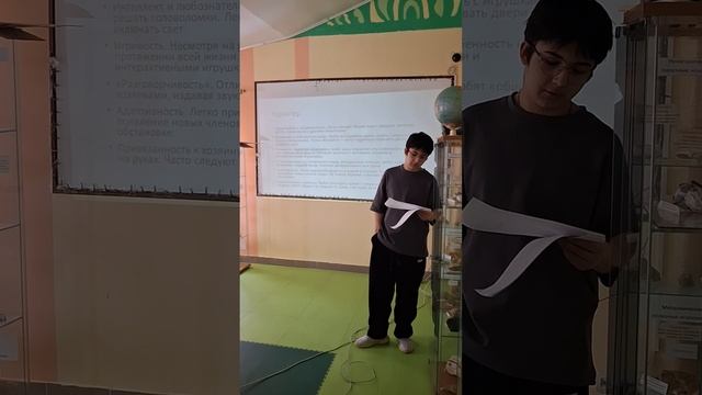 Пулатов Бежан 8А - Коты мейн-куны смотреть онлайн