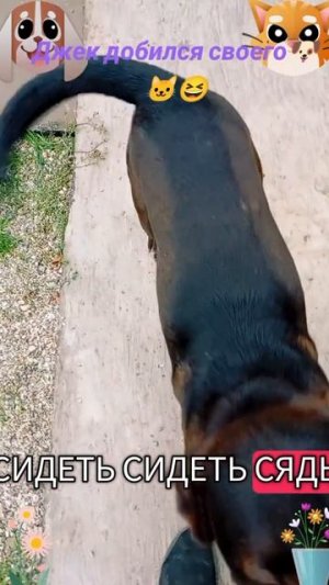 Черныш пропал🐶🐱🧐