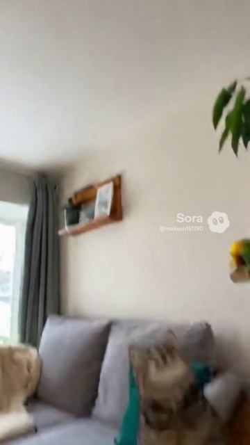 Кот и попугай #кот #попугай #шар # игра #cat #sora #ии #угар #смех #pets #прикол #cute #funny Кот и попугай #кот #попугай #шар # игра #cat #sora #ии #угар #смех #pets #прикол #cute #funny