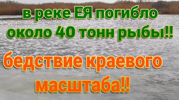ПОГИБЛО ОКОЛО 40 ТОНН РЫБЫ В РЕКЕ ЕЯ, КРАСНОДАРСКОГО КРАЯ!